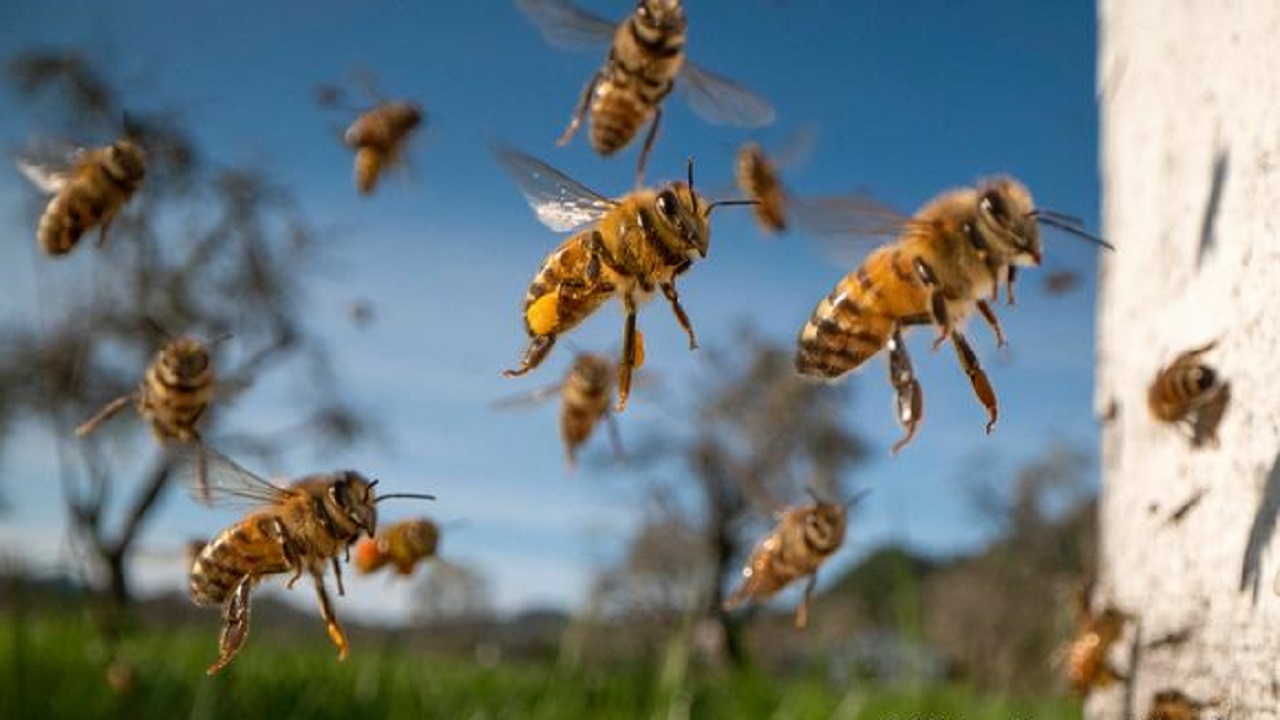 زنبور ملکه به کمک رایحه خبررسانی می‌کند