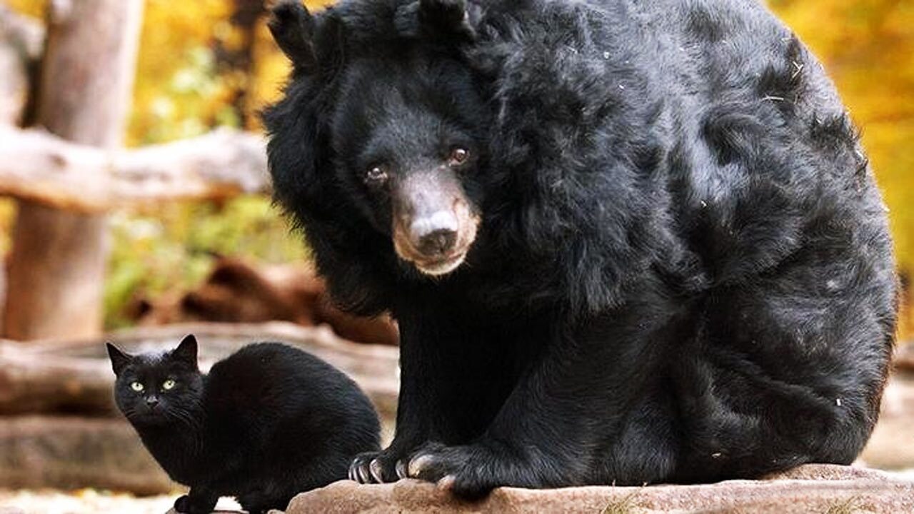 وحشت و فرار خرس سیاه از یک گربه خانگی + فیلم