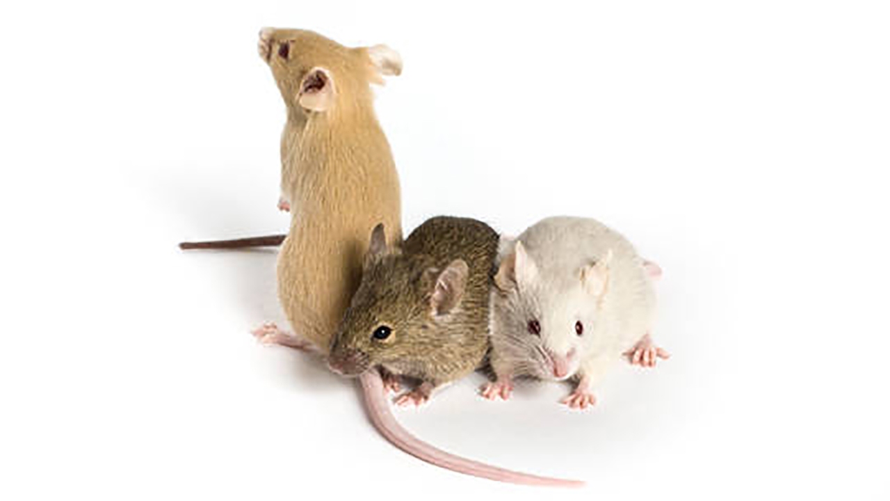 Three mice. Мышь. Мышь фото. Мышка Живая. Мышка на белом фоне.