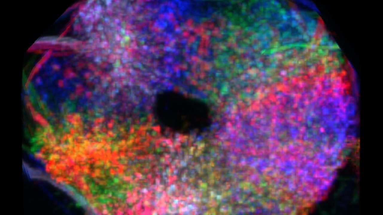 نقشه داخلی مغز شبیه دونات است