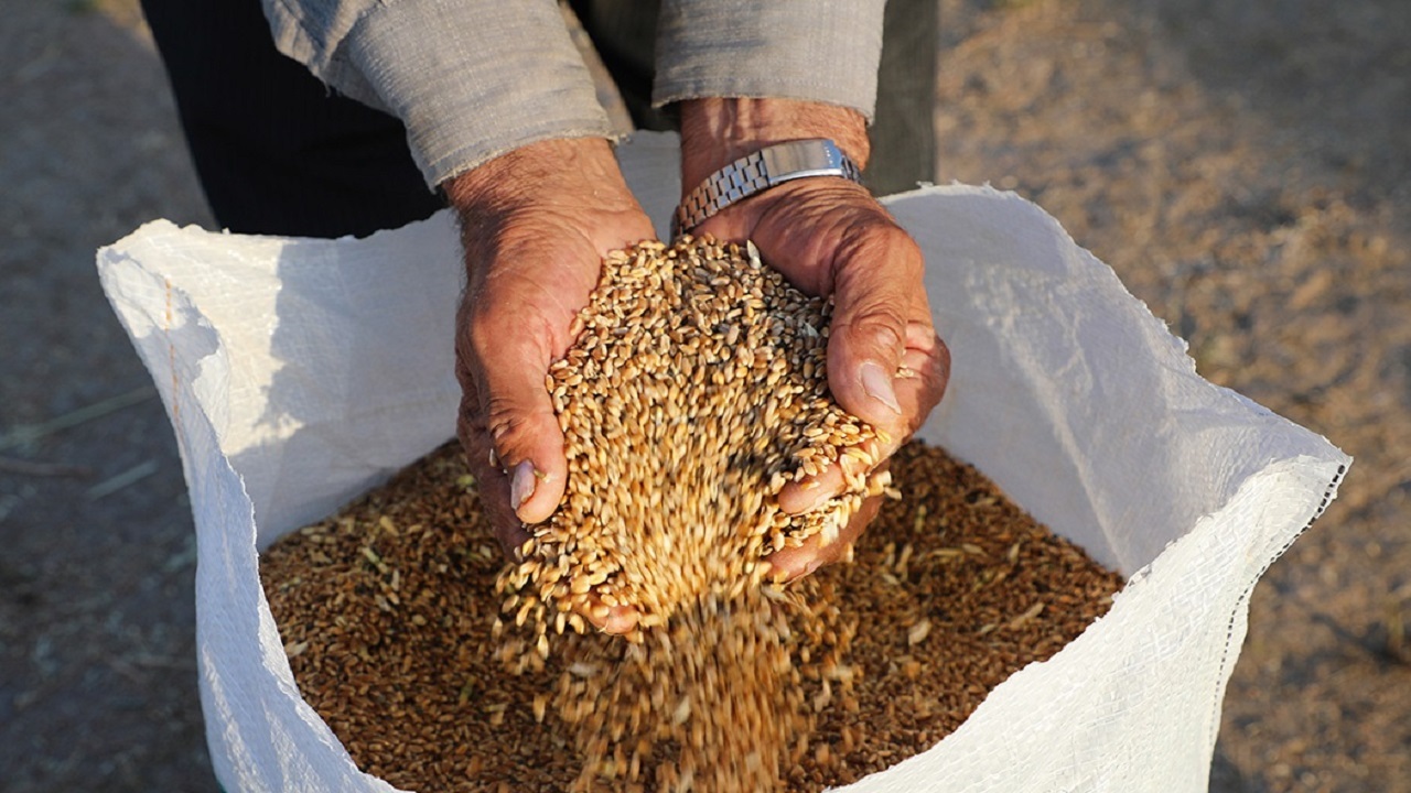 توزیع گندم سرب دار در اصفهان تکذیب شد