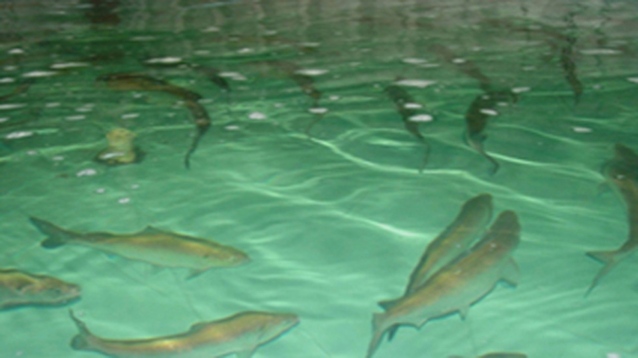 پرورش ۲۰۰ تن ماهی در استخر‌های ذخیره آب کشاورزی آباده