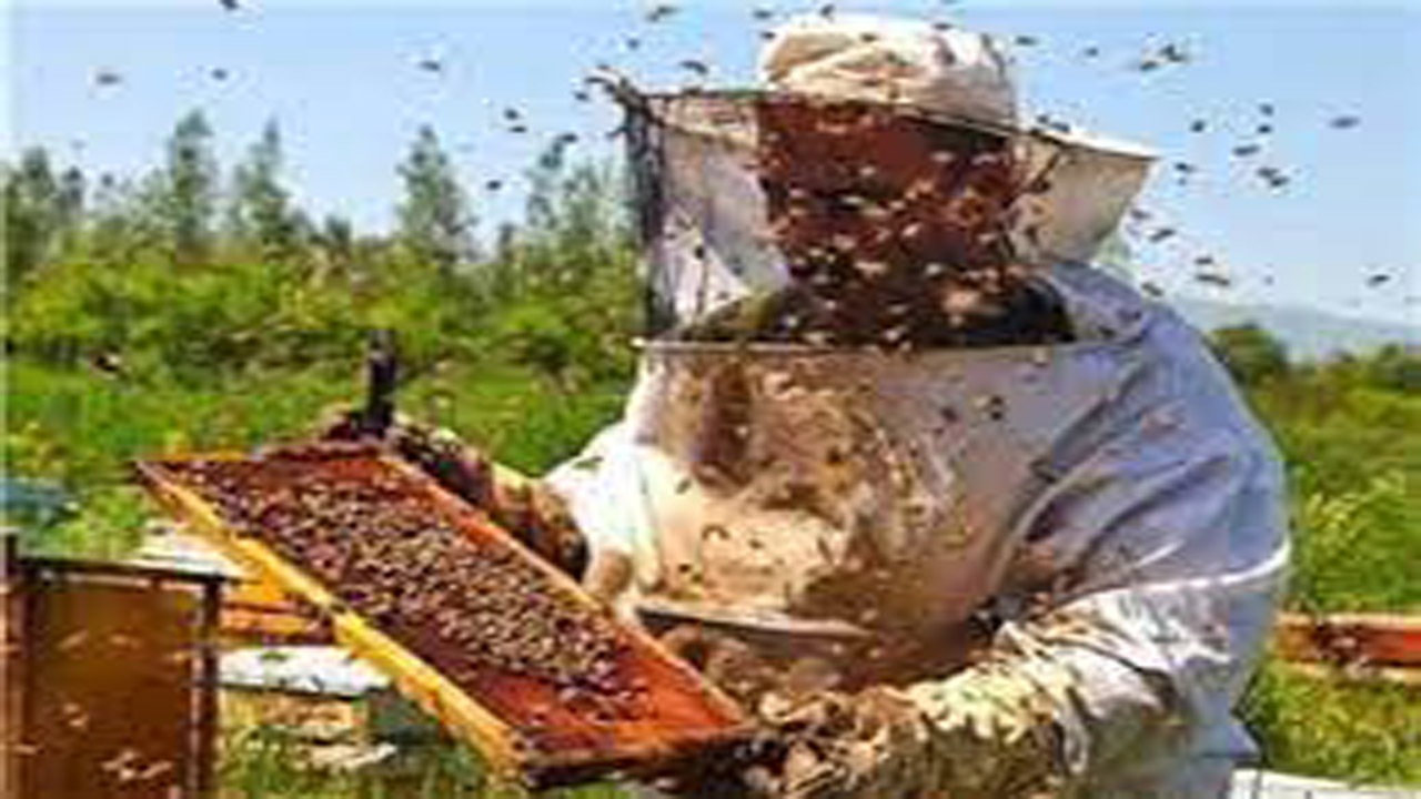۱۵۰ دفترچه زنبورداری در خراسان شمالی صادر شد