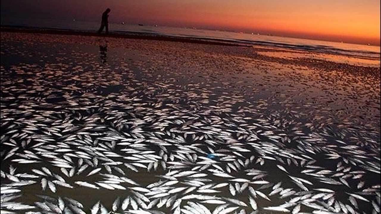 رها شدن ۱۰۰ هزار ماهی مرده در دریا! + فیلم