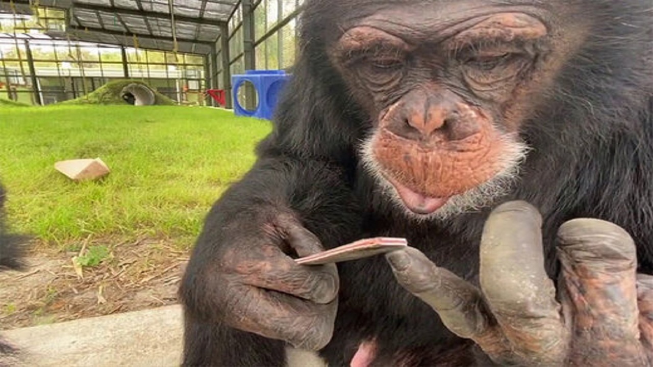 ناخن گرفتن شامپانزه + فیلم
