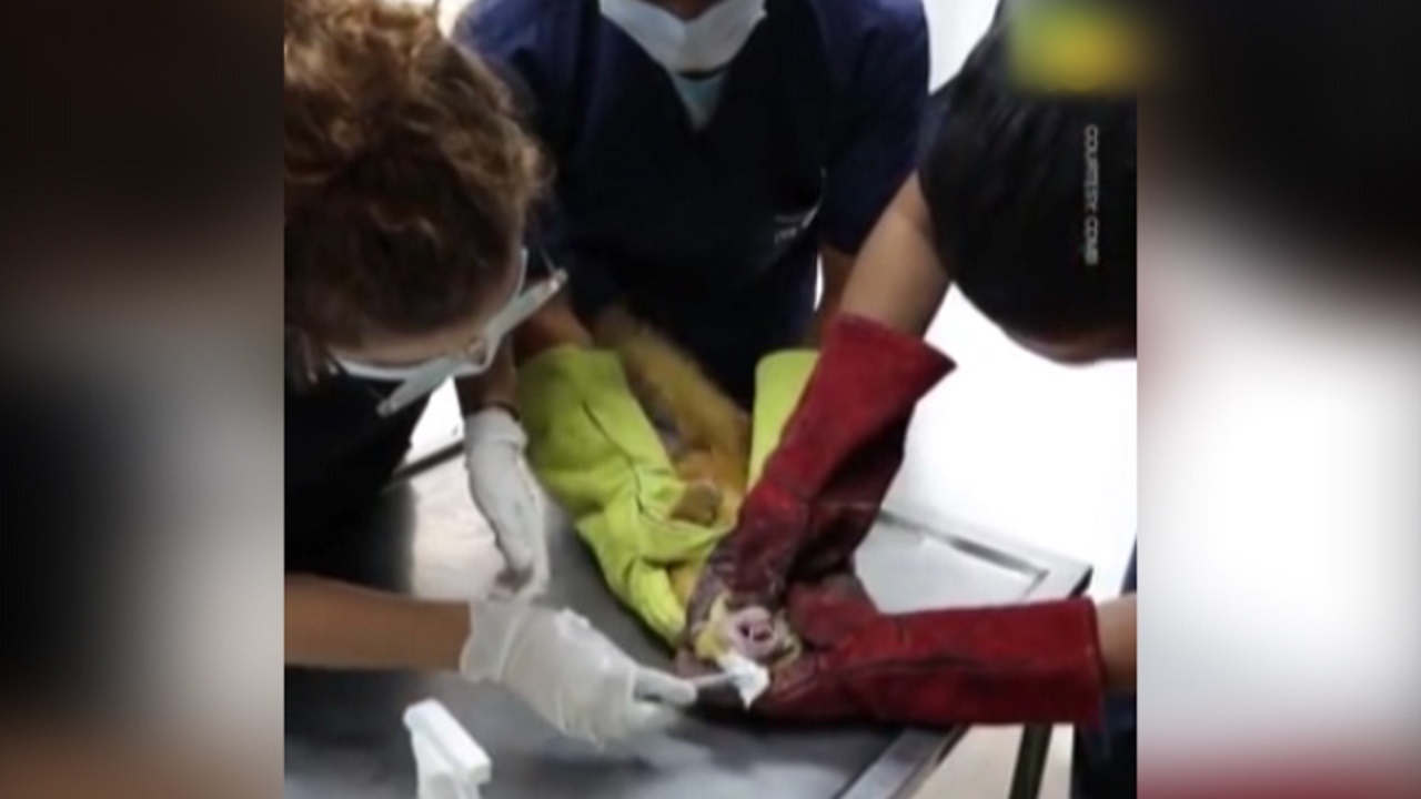 موفقیت عمل جراحی یک توله خرس + فیلم