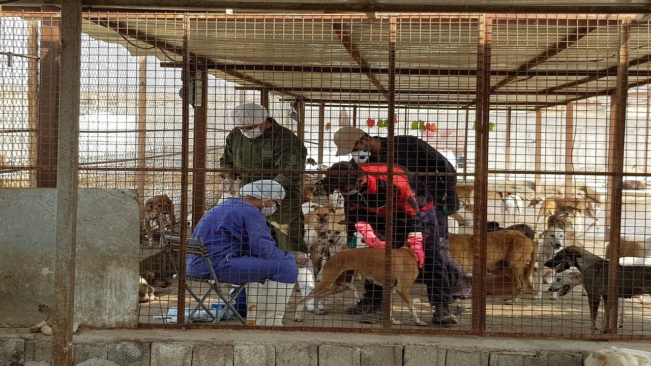عملیات واکسیناسیون سگ‌های بلاصاحب در بوشهر آغاز شد