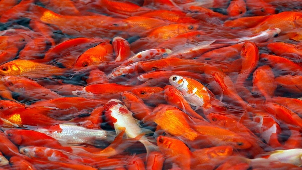 ممنوعیت عرضه بدون مجوز ماهی قرمز