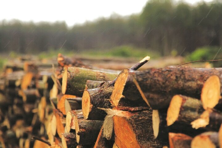 واردات ۴۵۰ هزار متر مکعب چوب در سال گذشته