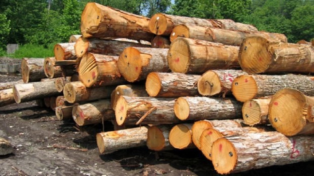 کشف ۵۸ اصله چوب آلات قاچاق جنگلی در اردبیل