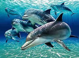 تولد دهمین دلفین در مجموعه پارک دلفین‌های کیش