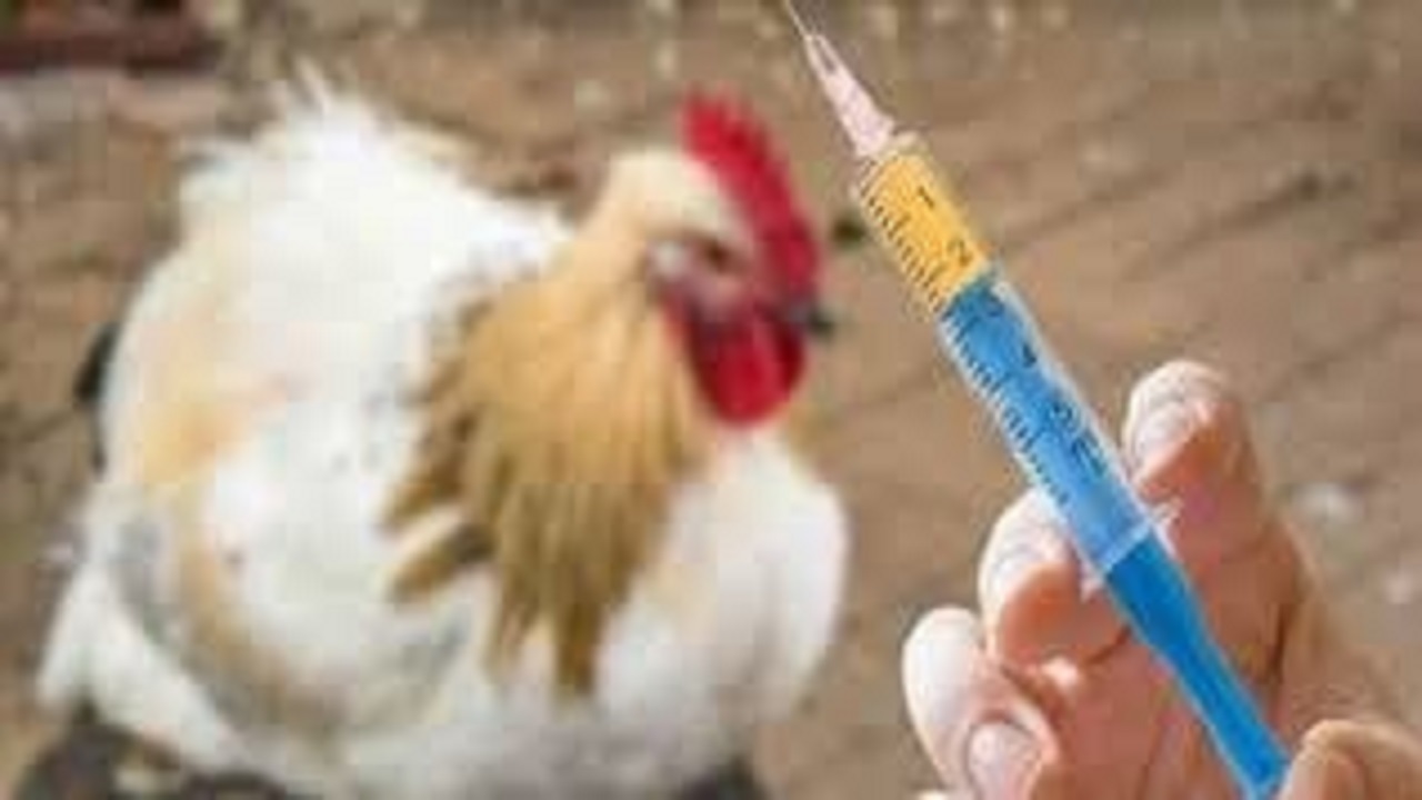 واکسیناسیون طیور بومی علیه بیماری نیوکاسل در قزوین