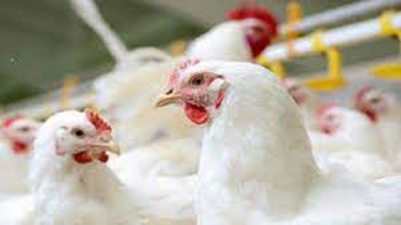 بازگرداندن ۴ واحد مرغداری گوشتی راکد به چرخه تولید