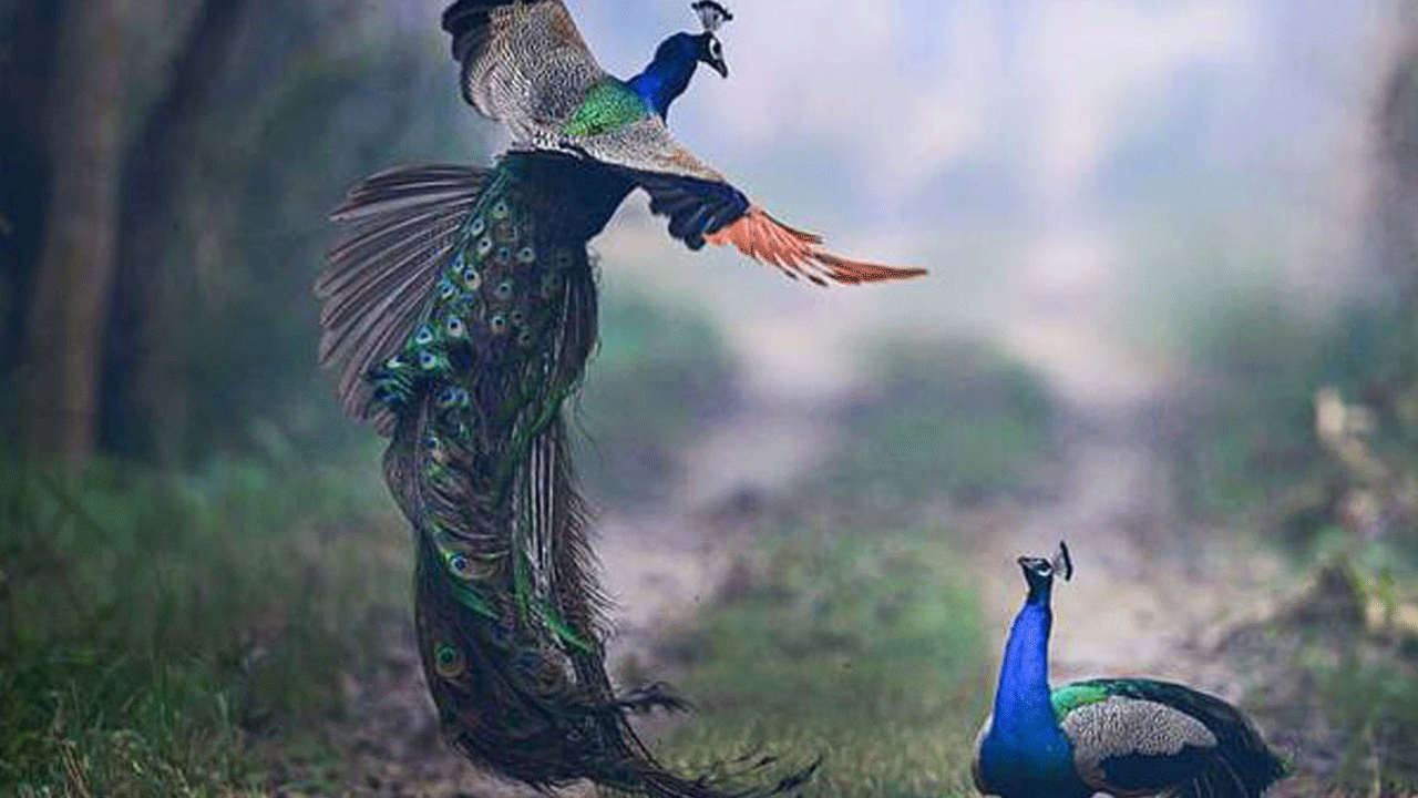 فیلمی از جنگیدن دو طاووس رنگارنگ