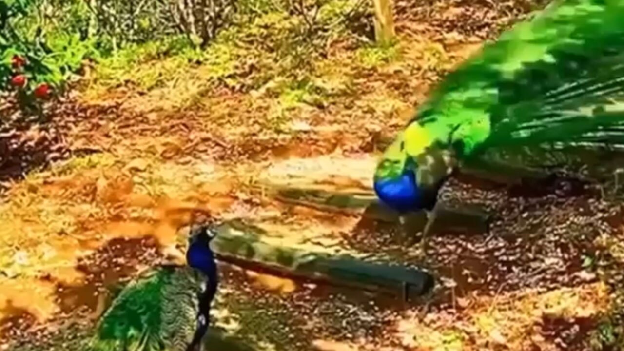 لحظه درگیری بین دو طاووس + فیلم