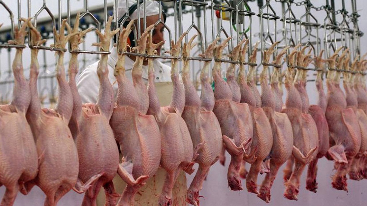 افزایش سه برابری کشتار مرغ در چهارمحال و بختیاری