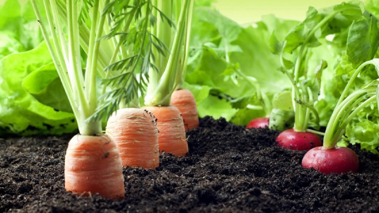 سبزیجاتی با سرعت رشد بالا برای پرورش در خانه