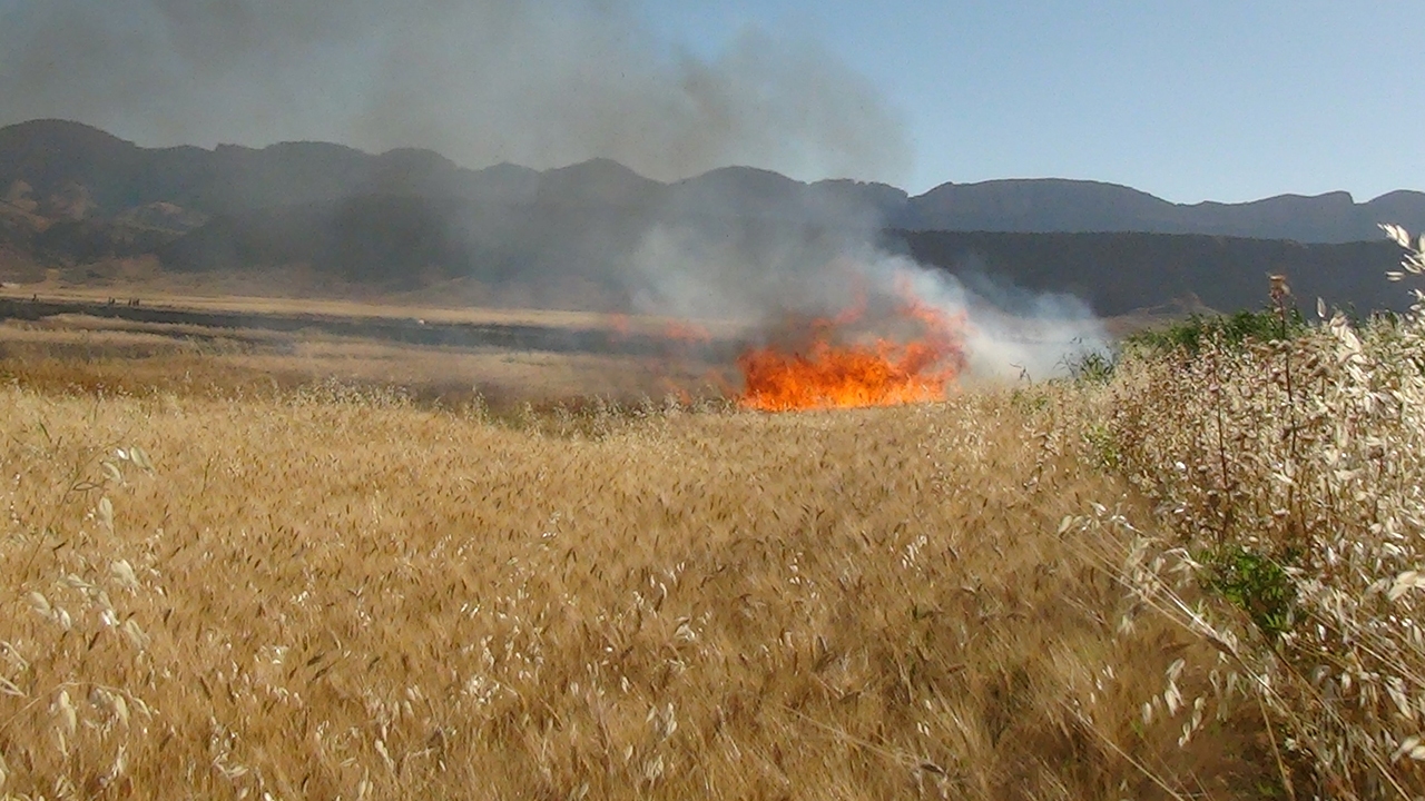 آتش ۵۸ هکتار مزرعه گندم در کازرون را سوزاند