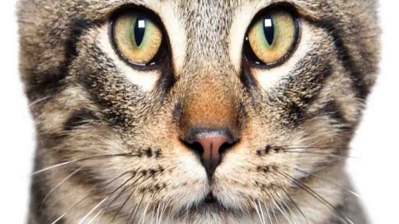 چرا مردمک چشم مار و گربه عمودی است؟