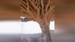 استادیومی خارق العاده بر روی آب + فیلم