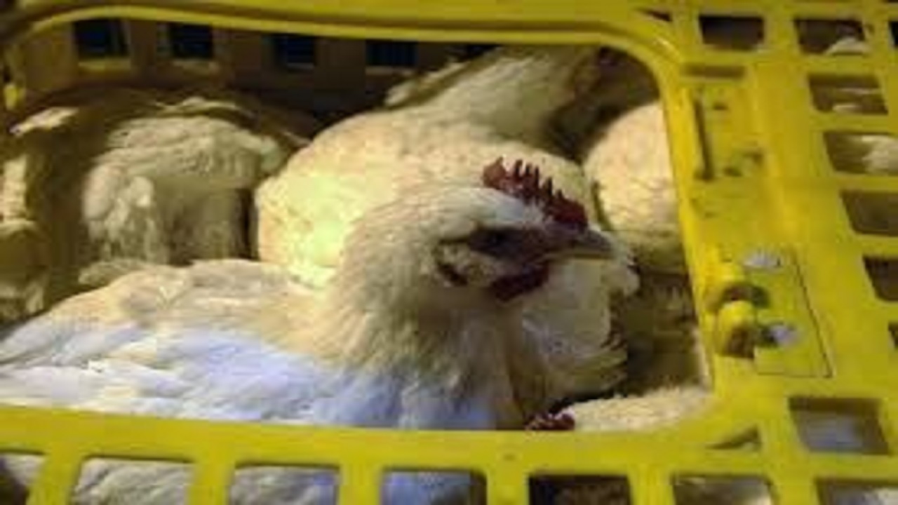 کشف بیش از یک تن مرغ زنده قاچاق در مهران