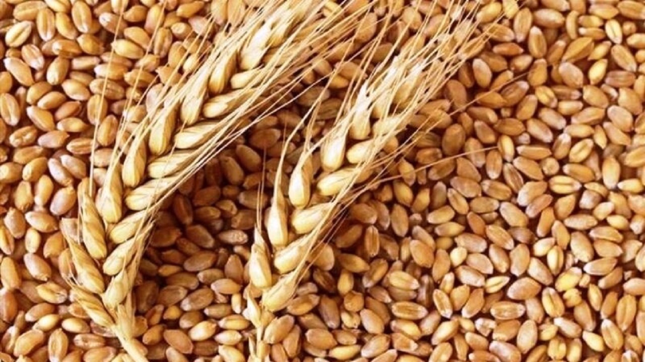 تحویل ۳۸۰۰ هزار تن گندم به مراکز خرید در سیستان و بلوچستان