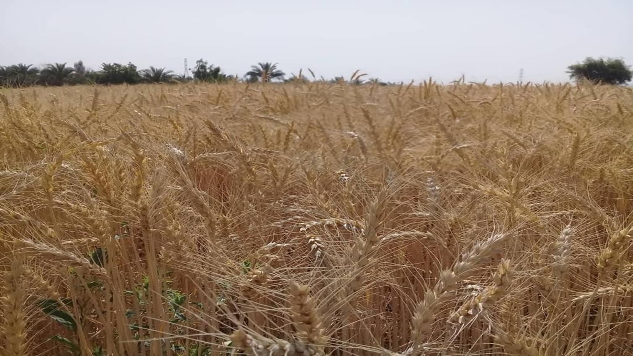 پیش بینی برداشت بیش از ۲۳۰۰۰ تن گندم از مزارع فاریاب