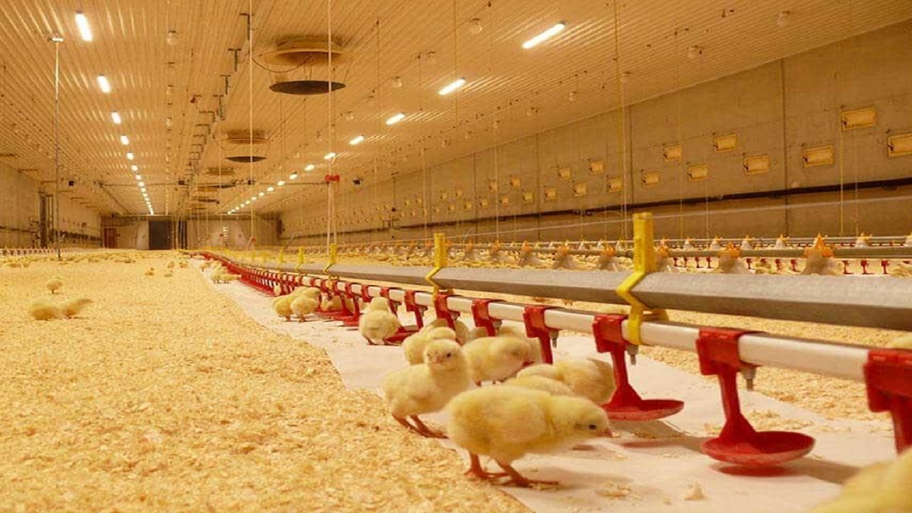 بی سروسامانی بازار مرغ و تخم مرغ همچنان ادامه دارد/ تولید زیاد، توزیع بدون نظارت!