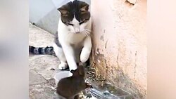 حمله دیدنی شیر به زرافه + فیلم