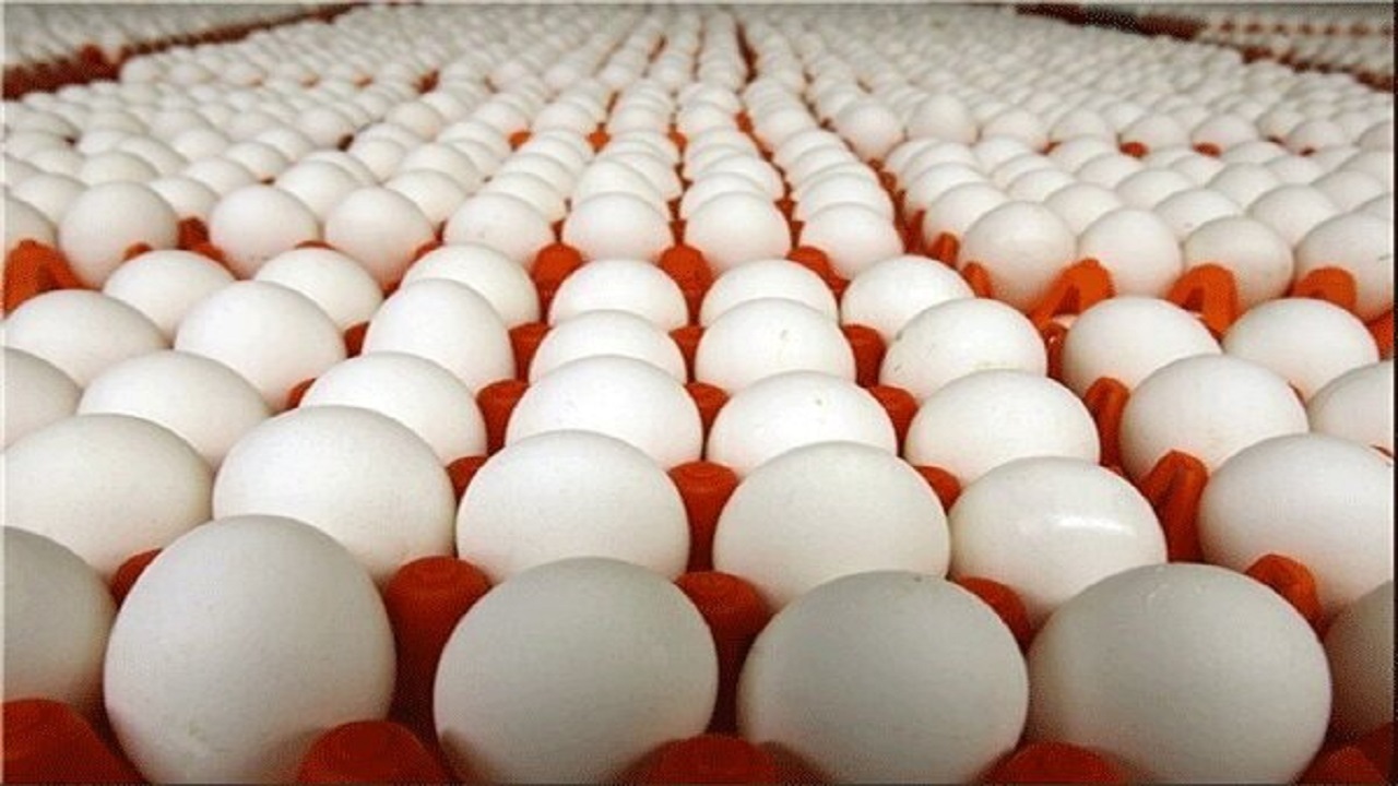قیمت هر شانه تخم مرغ ۳۱ هزار تومان است