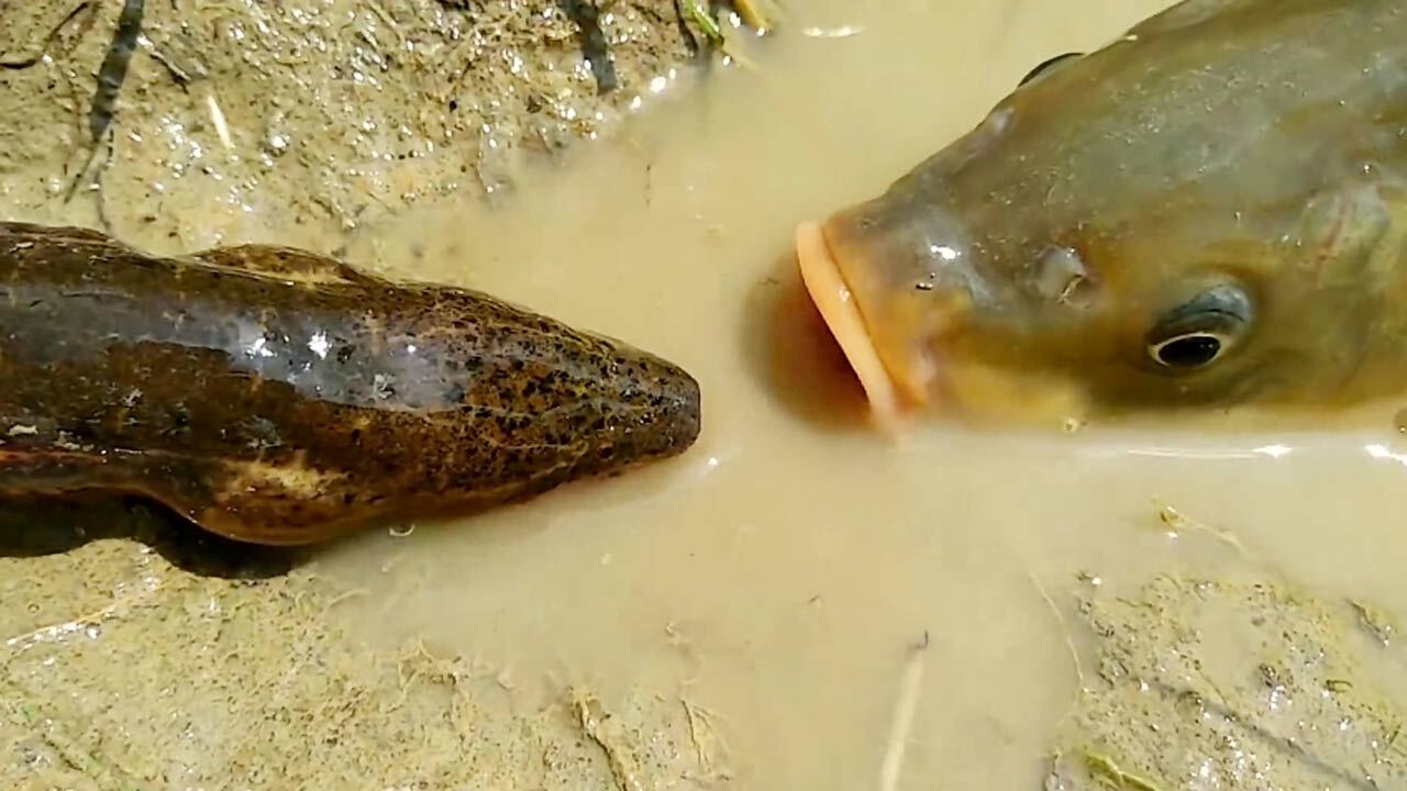 شکار عجیب و غریب مارماهی توسط ماهی دودزا! + فیلم