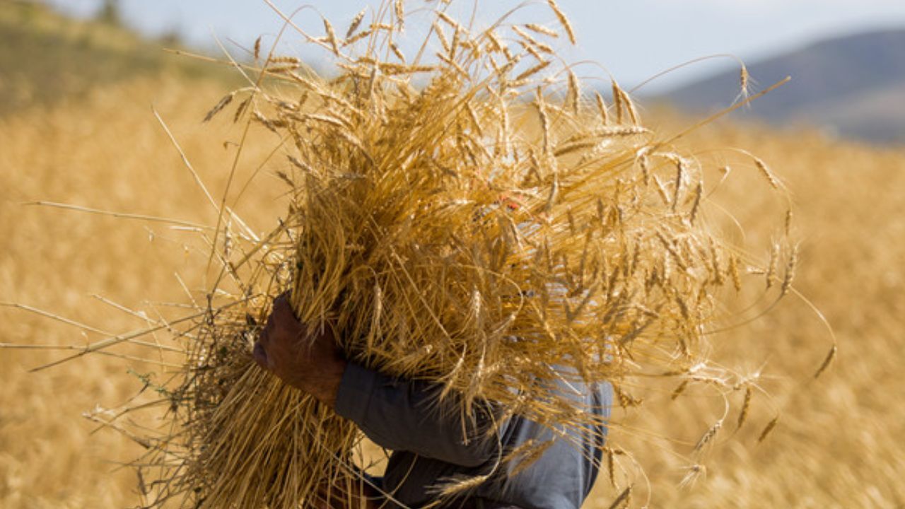 پیش بینی خرید ۴۰ هزار تن گندم به صورت تضمینی از کشاورزان