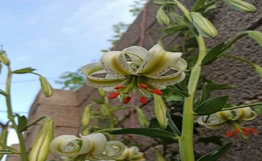 گلدهی سوسن چلچراغ در رودبار