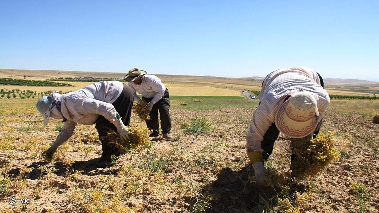 پیش بینی برداشت ۴۲ هزار تن نخود از مزارع آذربایجان غربی