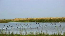 تاثیر مثبتی که تالاب‌ها برای مردم دارند + فیلم