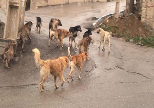 میزبانی از سگ ها گران تمام ‌می شود