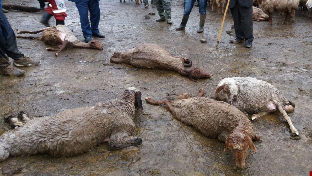 خسارت سیل در قره پشتلو/۱۰۰ رأس گوسفند و بره تلف شد