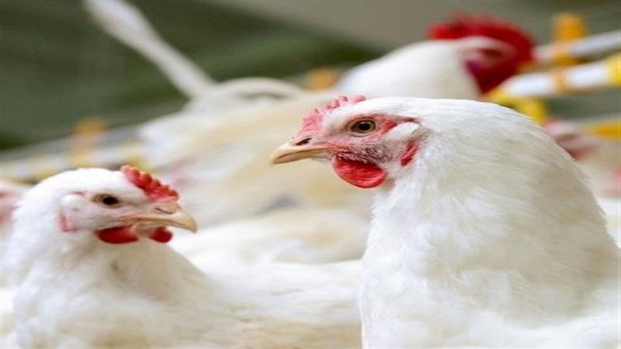 ممنوعیت خروج هرگونه مرغ از استان همدان