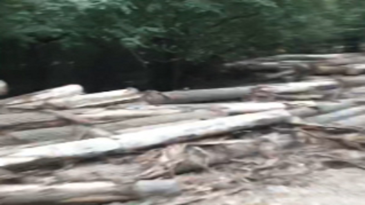غارت درختان جنگل در تعطیلات کرونایی + فیلم