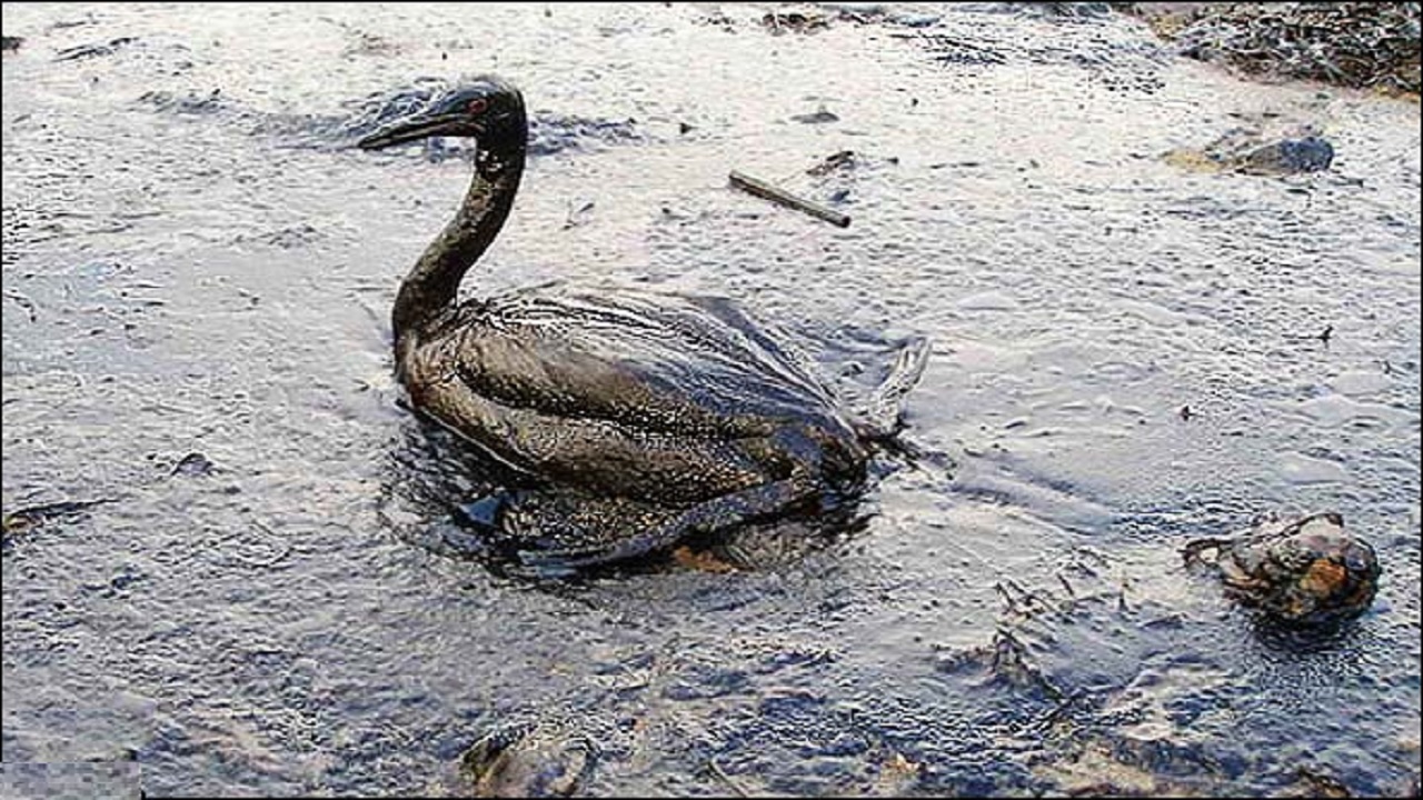 بروز فاجعه زیست محیطی در سواحل کالیفرنیا به دلیل نشت نفت خام