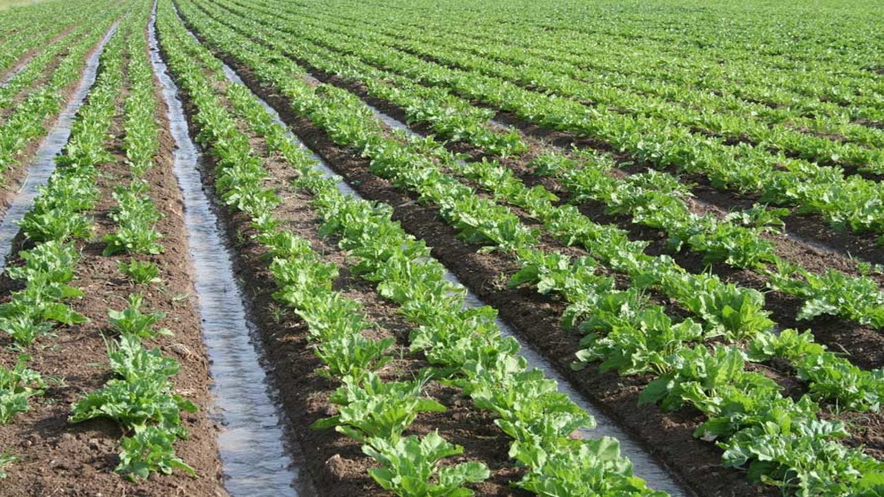 فعالیت بیش از ۴ میلیون بهره بردار کشاورزی در کشور