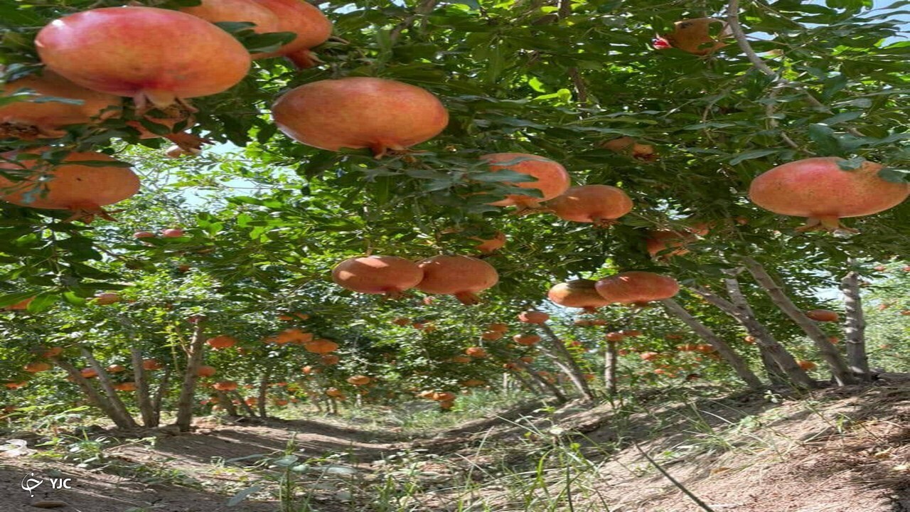 درخت انار