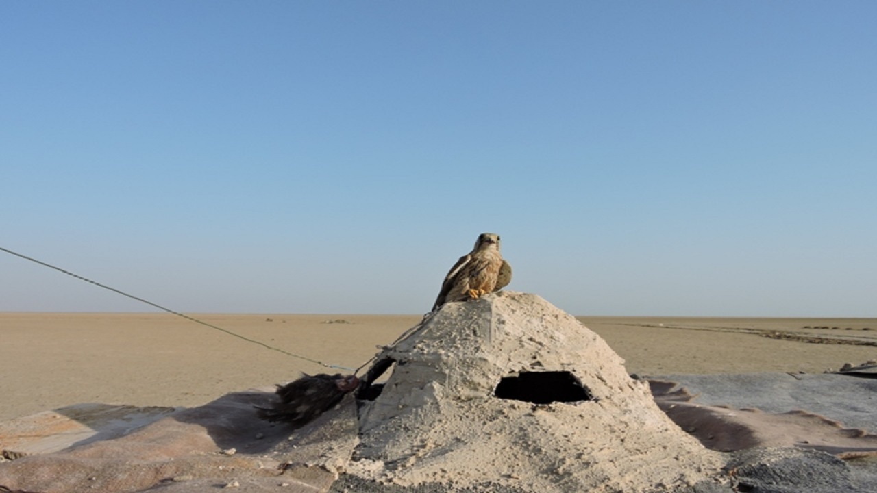 آغاز طرح پیشگیری از زنده‌گیری پرندگان شکاری در بوشهر