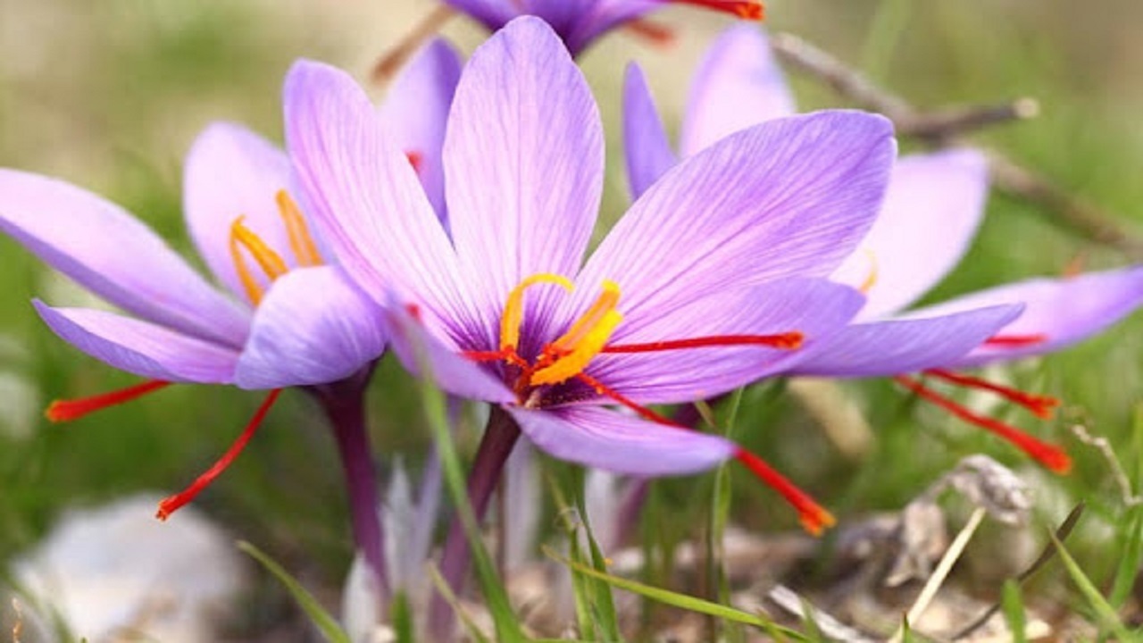 کاهش ۷۰ درصدی تولید زعفران در شهرستان فردوس
