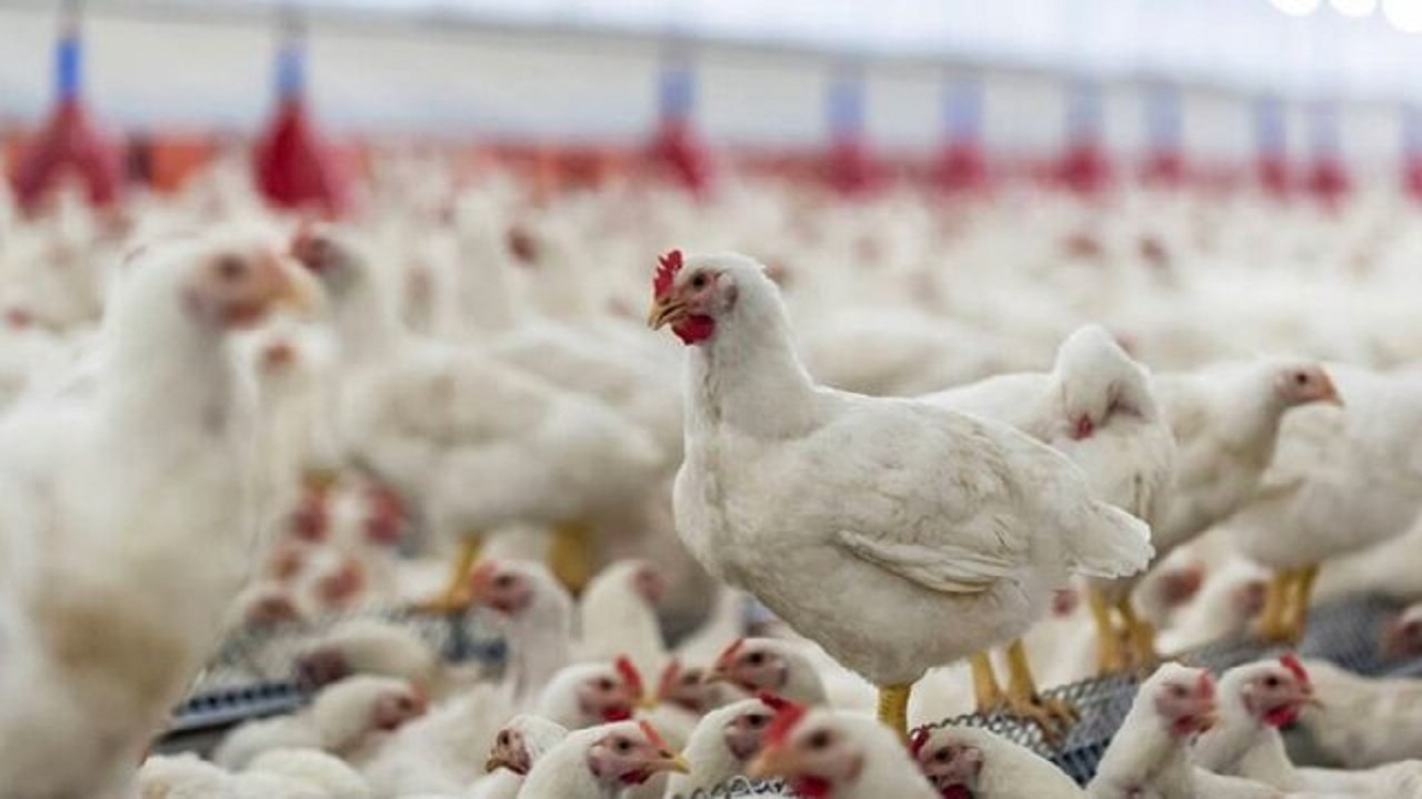 روزانه ۱۱۰ تن مرغ در استان همدان توزیع می شود