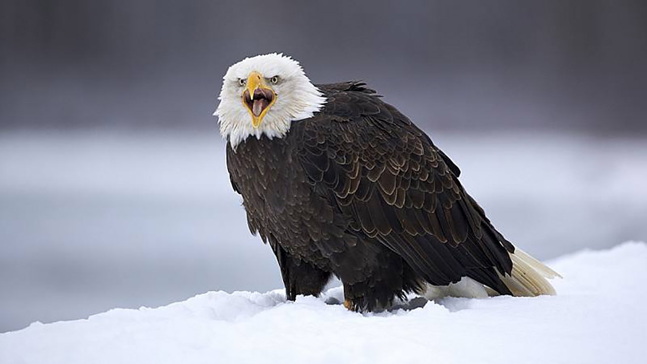 بیدار شدن عقاب پس از طوفان برف + فیلم