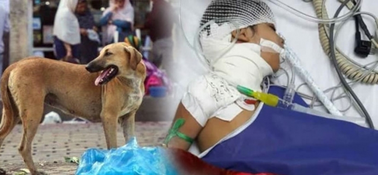 حمله سگ‌های ولگرد به کودک ۷ ساله در بندرلنگه