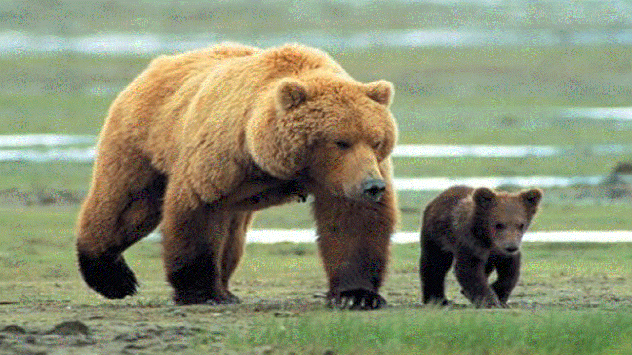 مشاهده خرس قهوه‌ای و دو توله اش در کوهرنگ