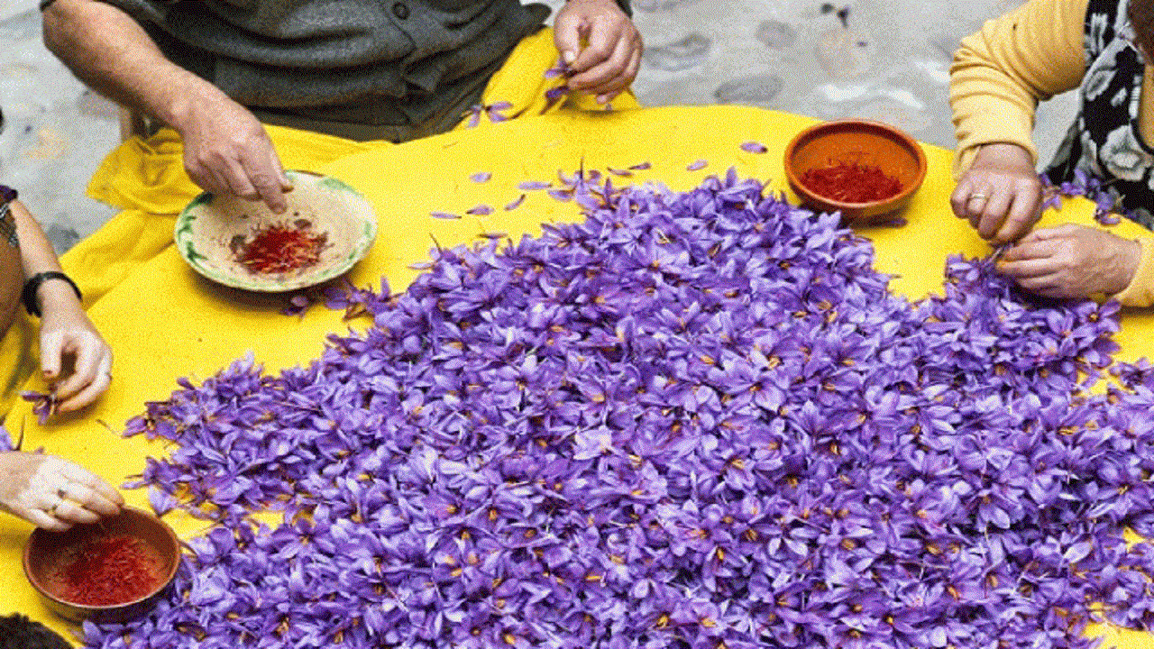 اهدای روزانه هشت گل زعفران برای کمک به تجهیز مدرسه