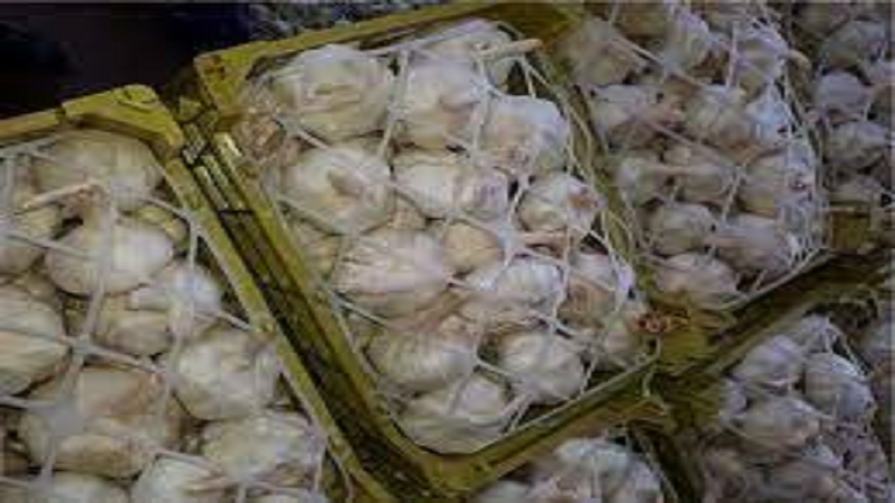 صادرات ۷ هزار و ۵۰۰ تنی سیر از استان همدان